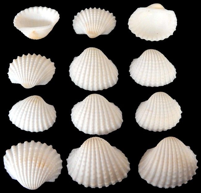 One ounce of hand-picked White Ark Shells, measuring less than 3/4 inch  ******