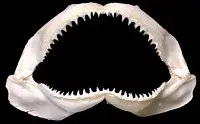 A 4 to 5 inch preserved shark jaw