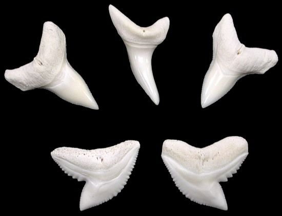 One Assorted Shark Tooth, size ranging from 5/8 to 7/8 inch. ***