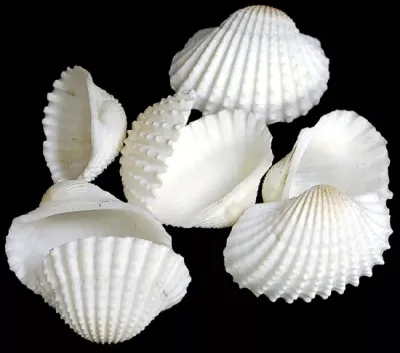 Ark Shells White 1 to 1 3/4&quot; Sold by 1/4  LBS