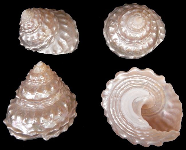 One Megastraea Undosa shell  measuring between 3 and 4 inches*****