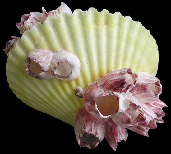One Pectin shell with Barnacles attached, has matching top/bottom shell, at least 3 inches ******