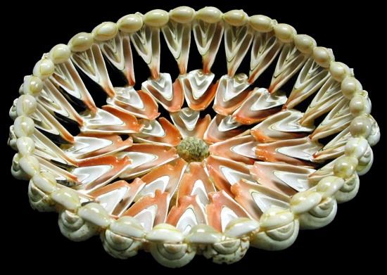 A  9&quot; Strawberry Strombus Shell Bowl