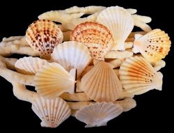 ​One Radula Pectin Shell Single 2 to 3 inches OUT OF STOCK