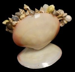 One 5&quot; polished Tiger Clam shell decorator bowl with tooth picks