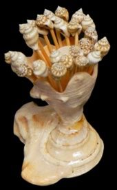 One 5&quot; handcrafted Lambis Shell toothpick holder