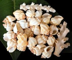 One Cancellaria Shell  measuring approximately  1 inch *****
