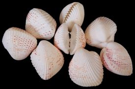 One cardium unido shell measuring 1 to 2 inches *****