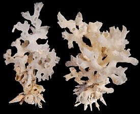 A 6 to 8&quot; Carrier Shell accompanied by a coral specimen