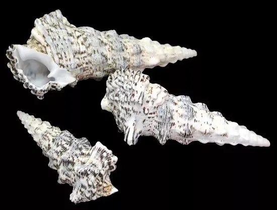 One quarter pound of Knobby Cerithium shells, measuring between 2 and 3.5 inches. *******