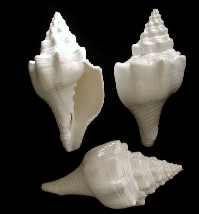 One White Chank shell measuring 5 to 6 inches ****