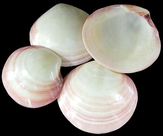 Two single Polished Tiger Clam Shells measuring 3 to 4 inches