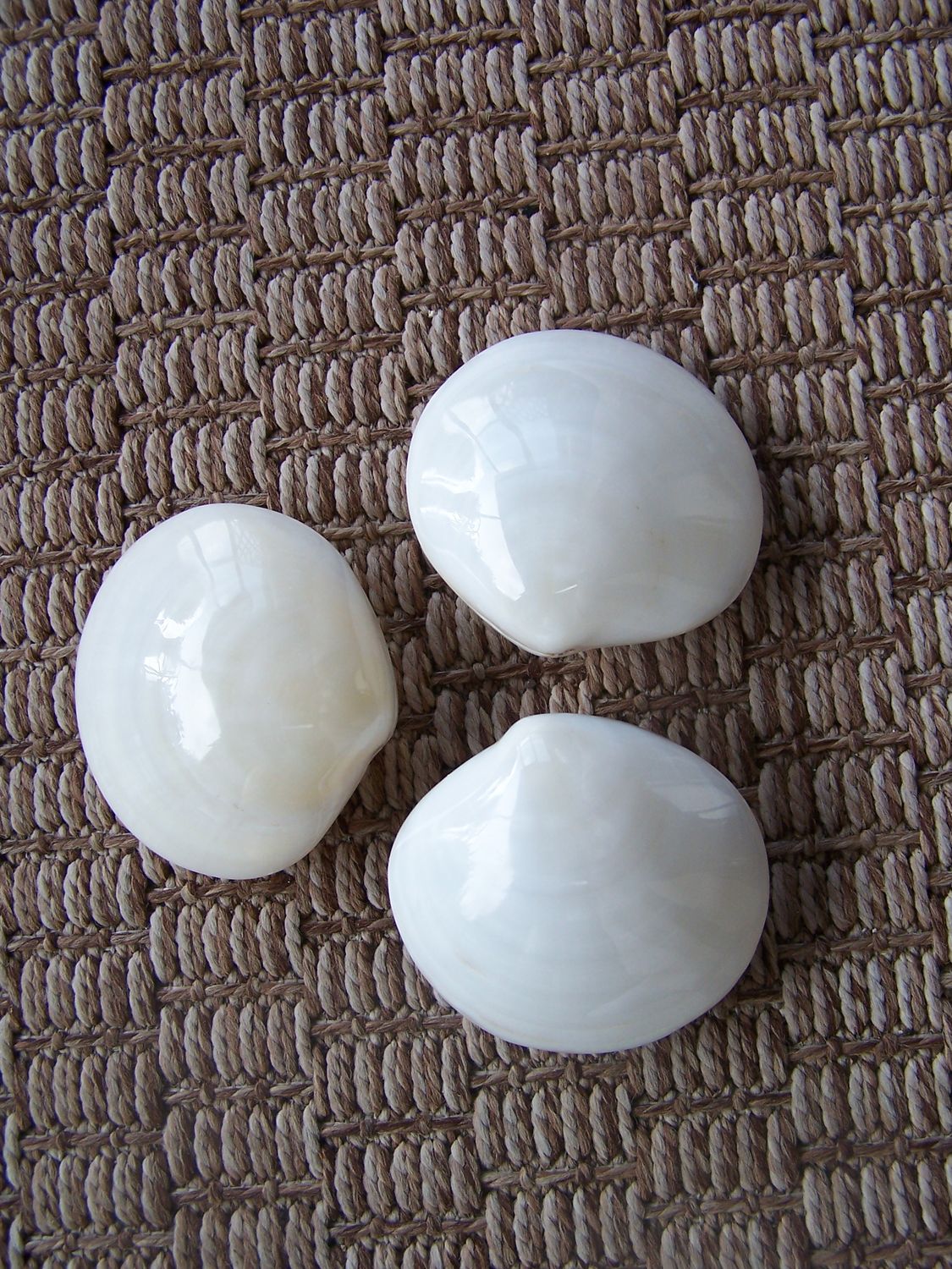 One Polished complete (matching to &amp; bottom) Albino Tiger Clam Shell measuring 3 to 4 inches ******