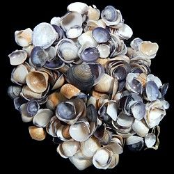 One quarter pound of single Violet Clam shells, shells measuring approximately 1/2 inch *****
