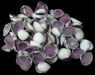Baby purple cay cay shell singles 1" or less sold by the 1/4 LBS