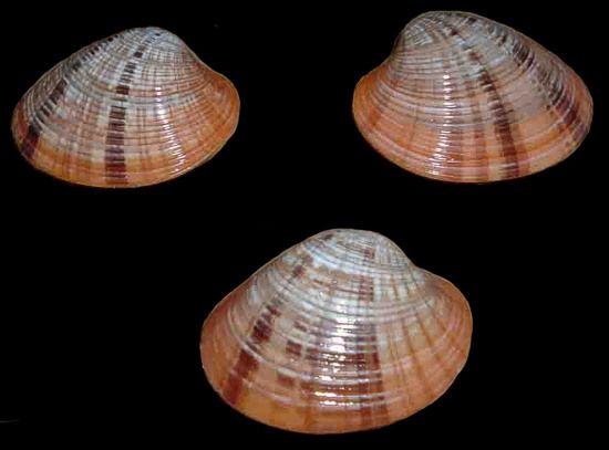One complete  Callista Erycina polished clam shell measuring 2 to 3 inches *****