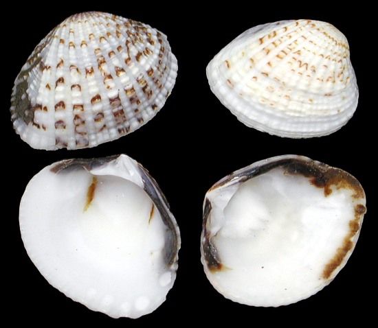A  1/4 pound of 3/4 to 1 1/2&quot; semi-white single clam shells