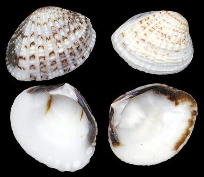 A  1/4 pound of 3/4 to 1 1/2&quot; semi-white single clam shells