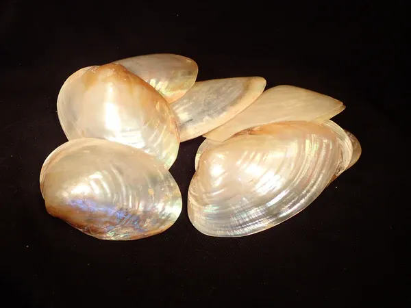 One polished River Clam half measuring 5 to 6 inches CLICK LISTING TO SEE SIGNIFICANT SAVINGS ON QUANTITY ORDERS