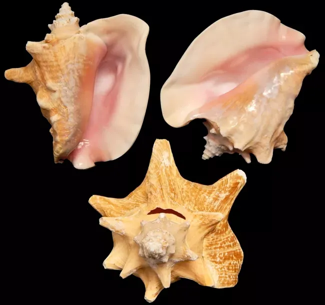 One Pink Conch shell with Slit Back measuring 6 to 8 inches ****