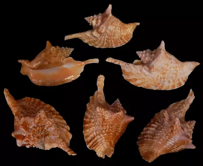 One Aliger gallus (Rooster Conch) measuring approximately 4 inches