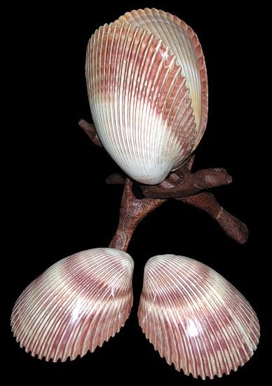 One complete polished Giant Cockle Shell pair measuring 4 to 4.5 inches ****