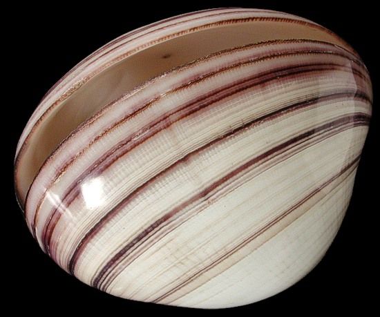 A  4 to 4 1/2&quot; Complete polished Natural Heavy Cockle