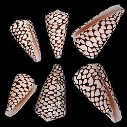 Three Conus Marmoreus, commonly known as the Marble Cone Shell,  measuring 2 to 3 inches. OUT OF STOCK *****