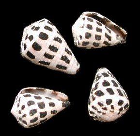 One Conus Ebraeus shell measuring  3/4 to 1 1/4 inches . *****