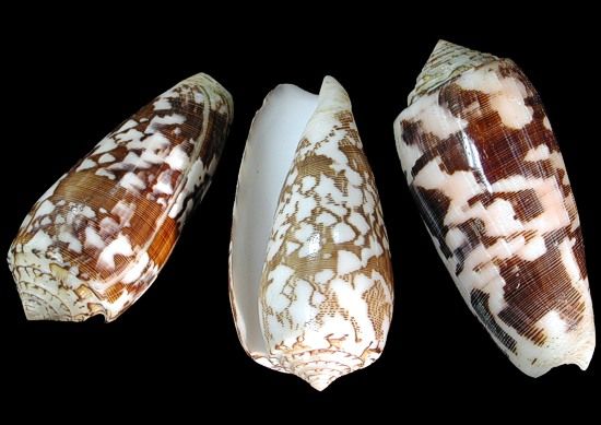 One Conus Striatus shell measuring 3 to 4 inches.  *****