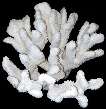 A  7 to 9&quot; Cat&#39;s Paw Coral C luster