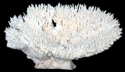 Table Coral Cluster measuring 7 to 10 inches (fly not included) ******