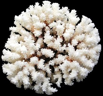 An  8 to 10&quot; Brownstem Coral cluster