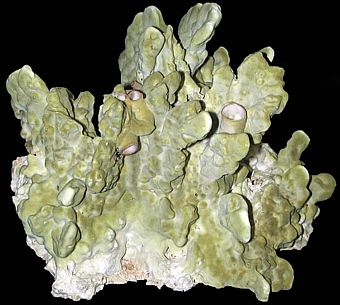 An  8 to 10&quot; Green Fire Coral Cluster
