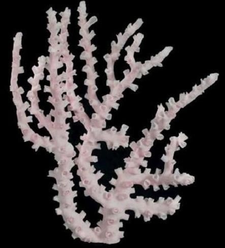 Octopus Coral cluster measuring 15 to 18 inches   OUT OF STOCK *****