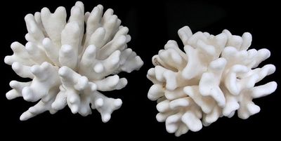 Coral Elkhorn 7 to 9" Cluster OUT OF STOCK