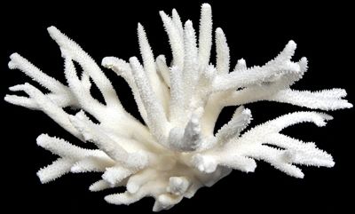 Staghorn Coral cluster measuring 12 to 14 inches ******