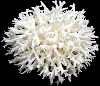 An 11&quot;  Birdnest Coral cluster
