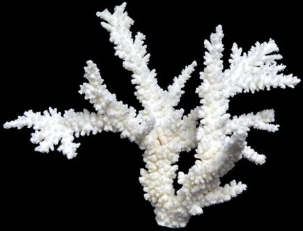 A 7 to 10&quot; Branch Coral cluster OUT OF STOCK