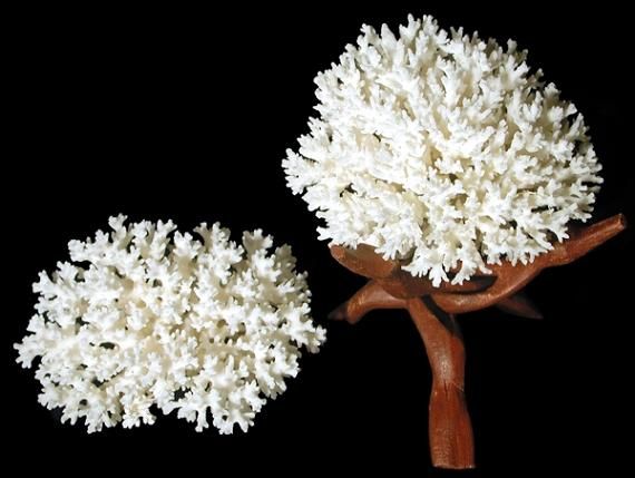 One Lace Coral cluster, measuring 7 to 9 inches  he Total Price and Shipping Cost. *****