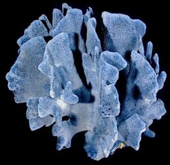 A 12&quot; Blue Ridge Coral cluster