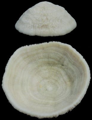 Bowl Coral measuring 5 to 7"  SOLD OUT