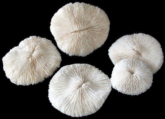 Mushroom Coral cluster measuring 5 to 6 inches *****