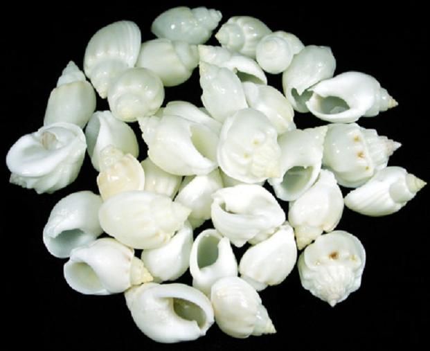 A 1&quot; Cornball Shell  OUT OF STOCK