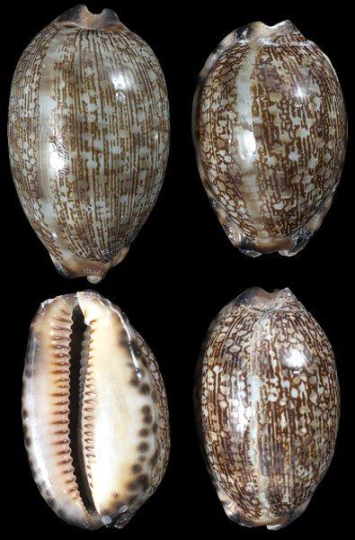 One Arabic Cowrie shells measuring 1.25 to 2.25 inches ****