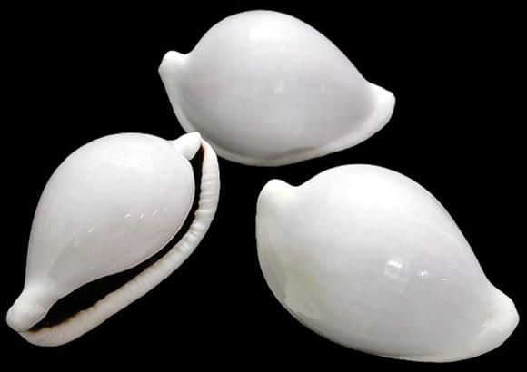 One Egg Cowry Shell measuring 2 to 3 inches   OUT OF STOCK ****