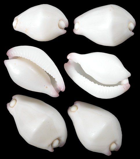 One Wart Cowry Shell measuring 3/4 to 1 1/4 inches ******