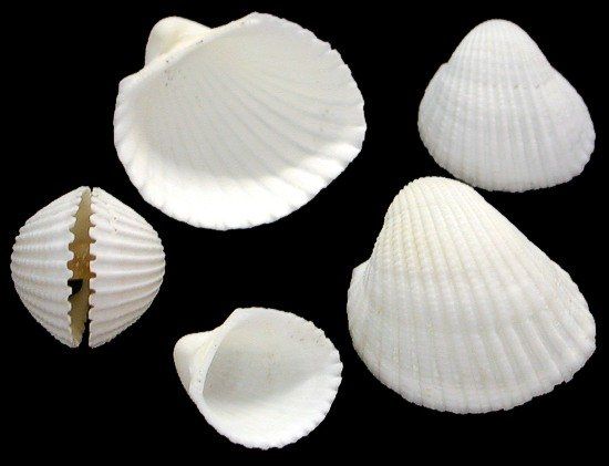 One ounce of White Cup Shell measuring less than one inch.******