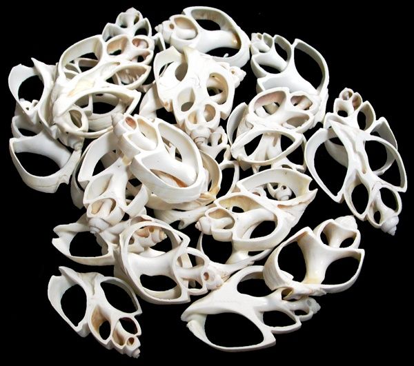 One white center-cut Babylonia shell measuring 1 to 1.5 inches. OUT OF STOCK ****