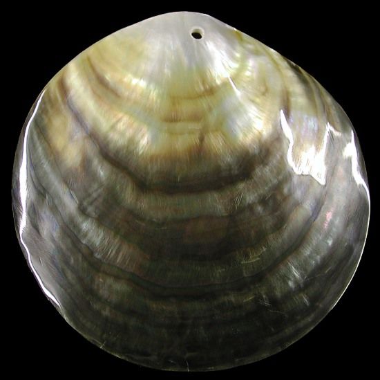 One 3.5 to 4 inch Black lip Oyster Shell with a drilled hole  ****
